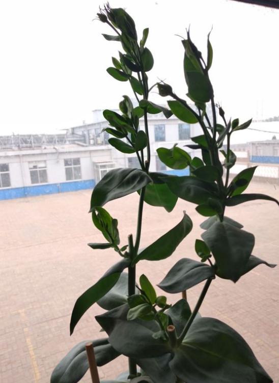 洋桔梗总是“消花苞”，花量少，早点做好这几步，朵朵花儿都盛开