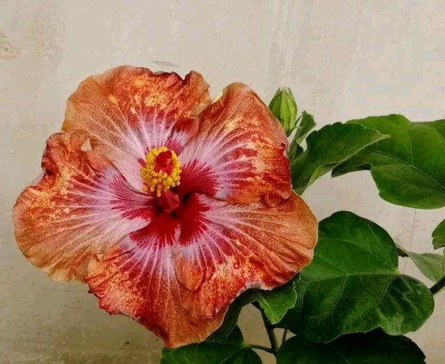 扶桑花的养护要点，买到扶桑花大棚苗怎么养不黄叶开花一个月？