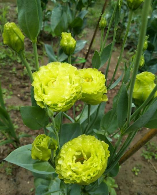 洋桔梗总是“消花苞”，花量少，早点做好这几步，朵朵花儿都盛开