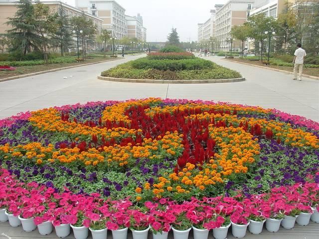 35种最常见路边草花，“五一”赏花必备，涨姿势了
