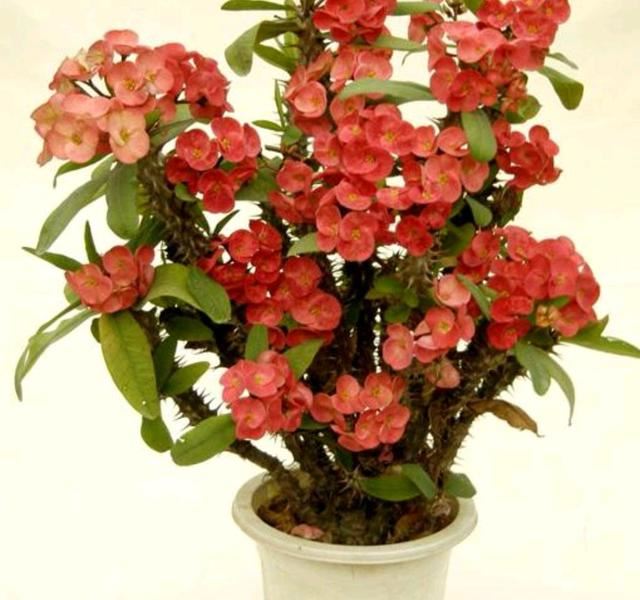 想让虎刺梅枝繁叶茂，花开爆盆，要了解虎刺梅的这些“小脾气”