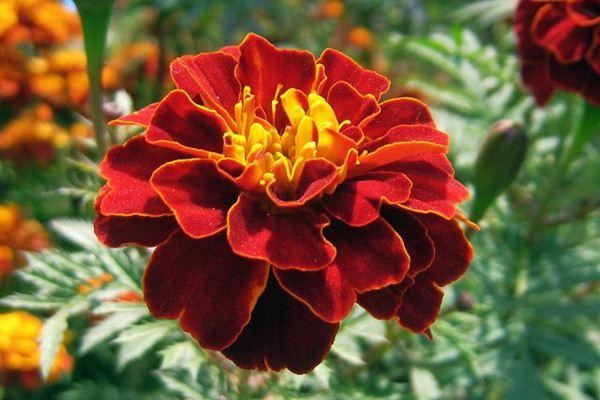 35种最常见路边草花，“五一”赏花必备，涨姿势了