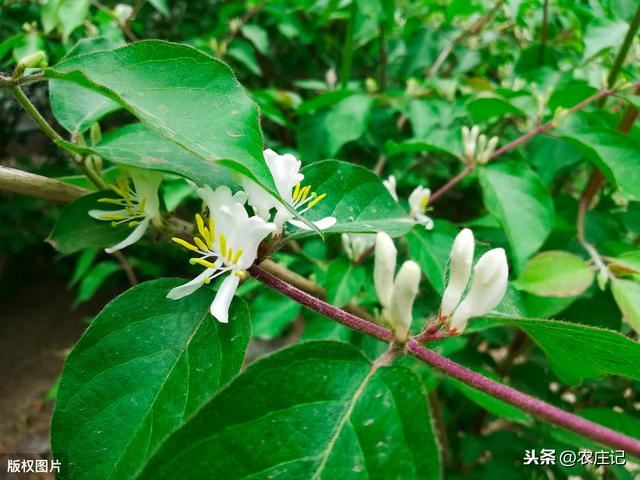 种植金银花有哪些要点？发生褐斑病该怎么办？如何预防？