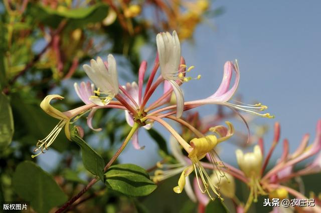 种植金银花有哪些要点？发生褐斑病该怎么办？如何预防？