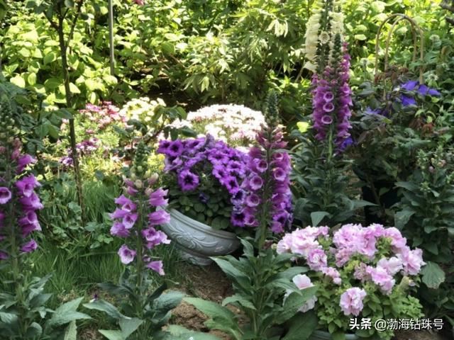 私家花园赏花游—铁线莲和碧冬茄