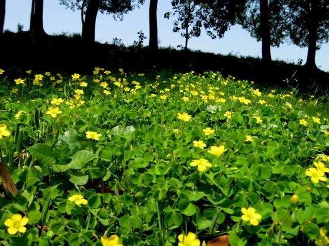 35种最常见路边草花，“五一”赏花必备，涨姿势了