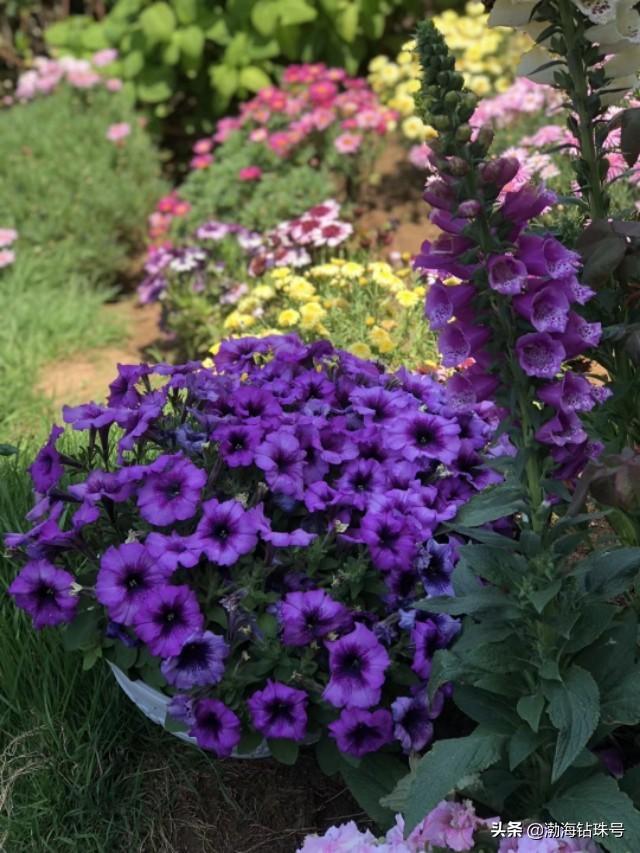 私家花园赏花游—铁线莲和碧冬茄