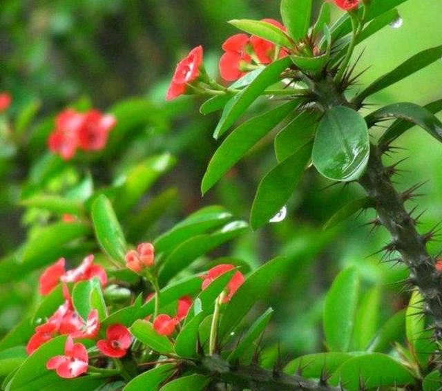 想让虎刺梅枝繁叶茂，花开爆盆，要了解虎刺梅的这些“小脾气”