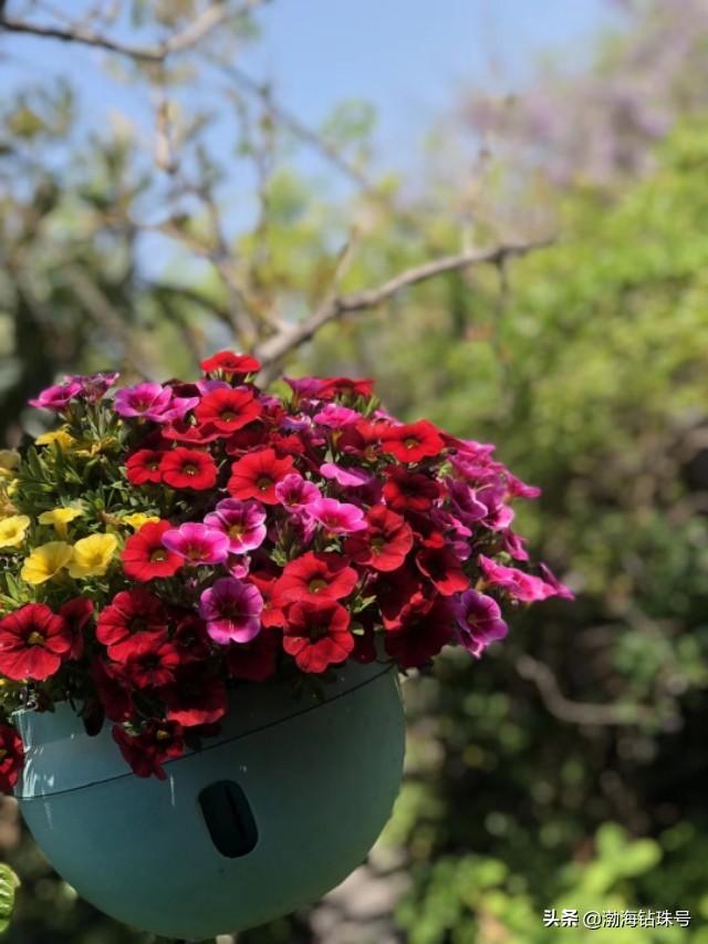 私家花园赏花游—铁线莲和碧冬茄