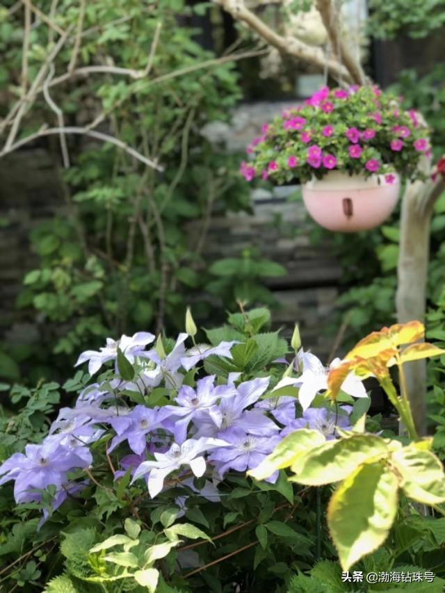 私家花园赏花游—铁线莲和碧冬茄