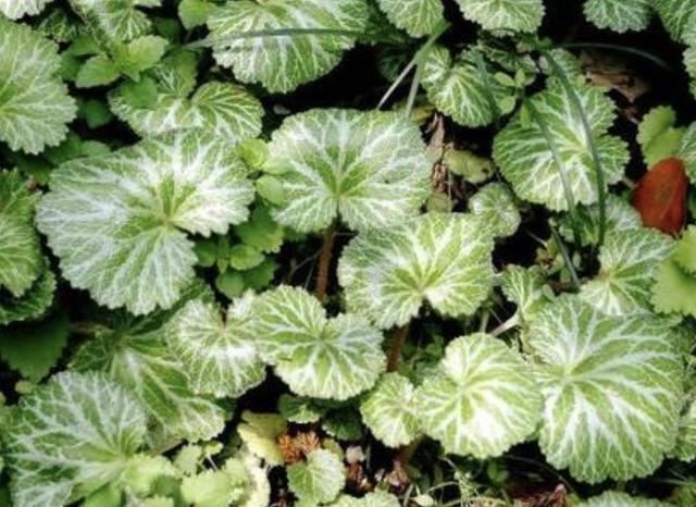 河边的1种“金线吊芙蓉”，经常被忽视，殊不知珍贵，比绿萝美！