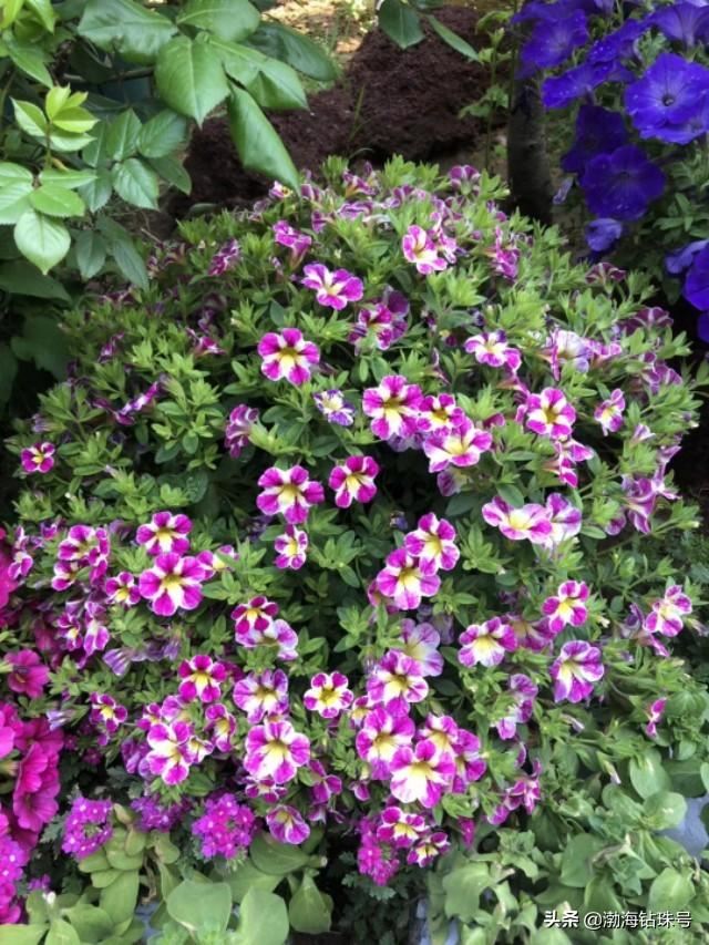 私家花园赏花游—铁线莲和碧冬茄