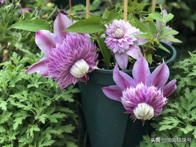 私家花园赏花游—铁线莲和碧冬茄