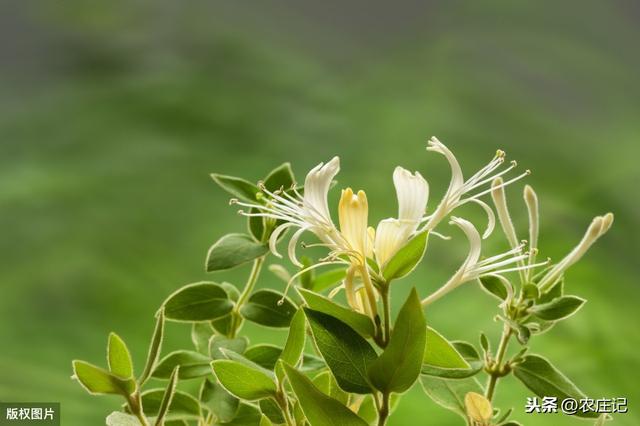 种植金银花有哪些要点？发生褐斑病该怎么办？如何预防？