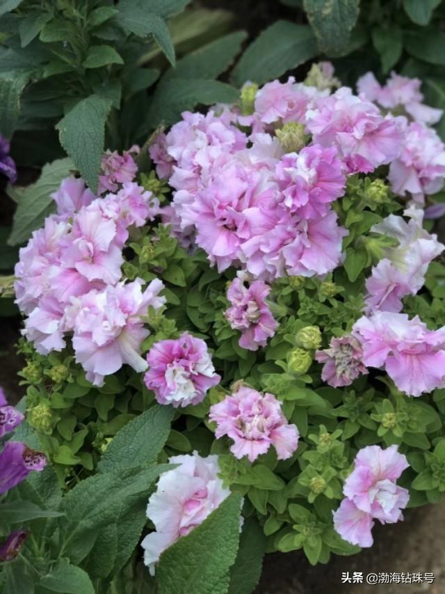 私家花园赏花游—铁线莲和碧冬茄