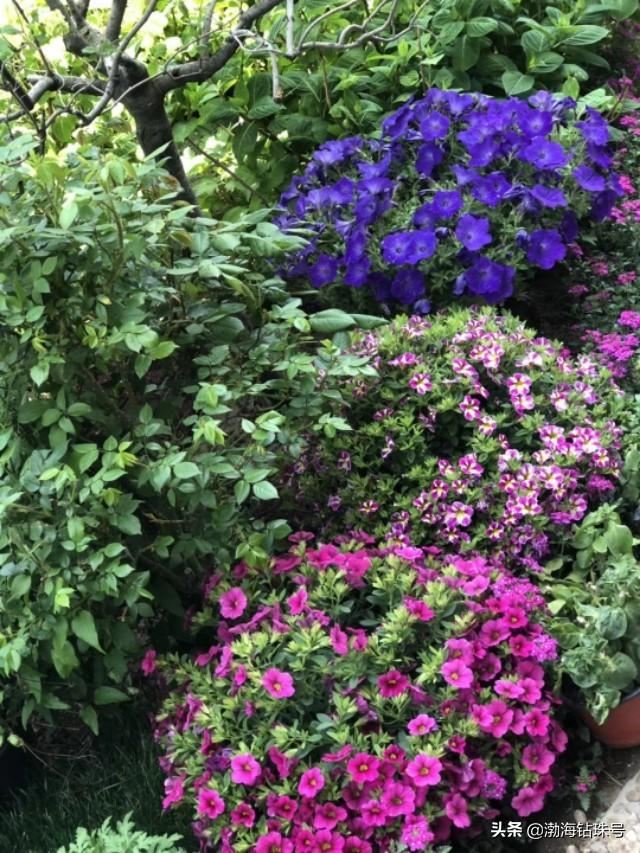 私家花园赏花游—铁线莲和碧冬茄
