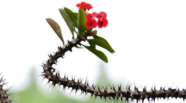 想让虎刺梅枝繁叶茂，花开爆盆，要了解虎刺梅的这些“小脾气”
