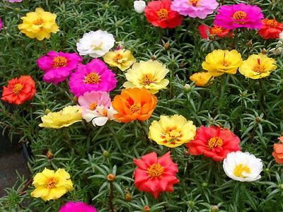 35种最常见路边草花，“五一”赏花必备，涨姿势了