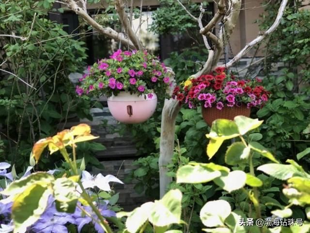 私家花园赏花游—铁线莲和碧冬茄