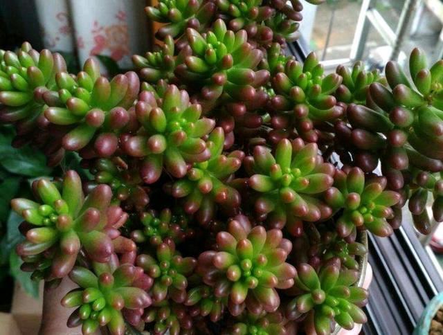 6种花，得“虐”养，少浇水，用破盆，越不管长得越好