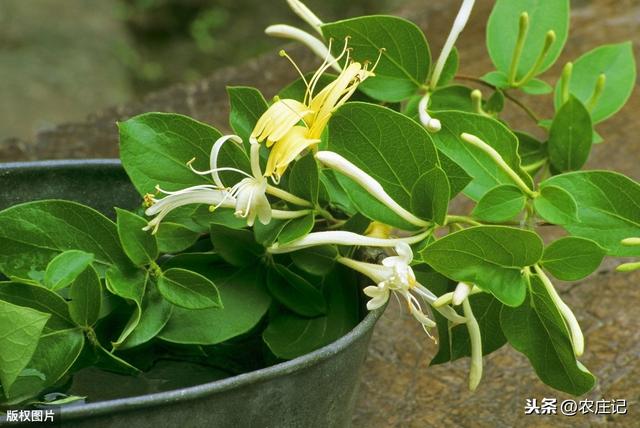 种植金银花有哪些要点？发生褐斑病该怎么办？如何预防？