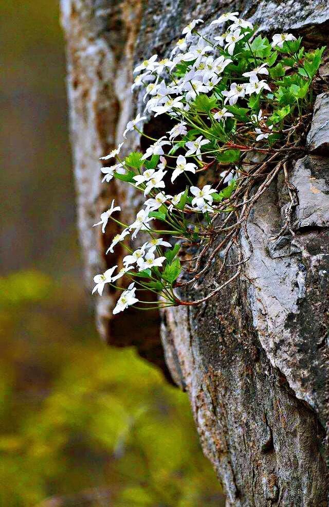 悬崖峭壁上的精灵槭叶铁线莲