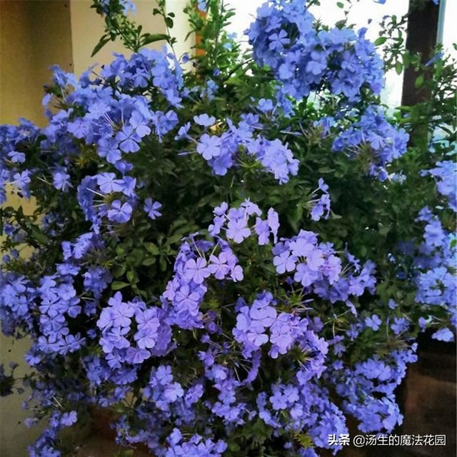 3种“脾气”很好的花，还非常耐热，新手不怕养不活！