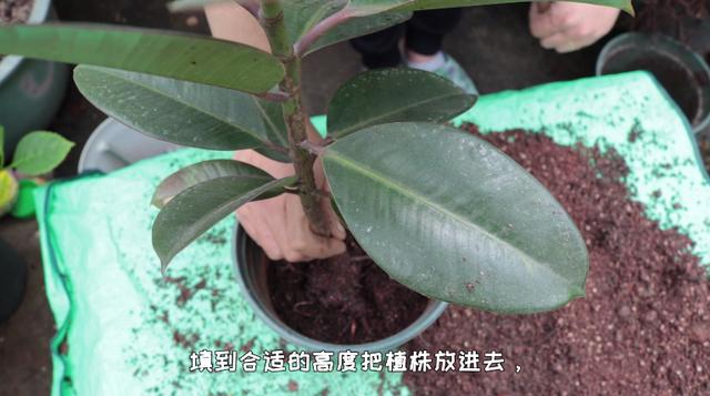 怎么能得到免费的橡皮树？不用出去买，掌握这个简单的养护方法