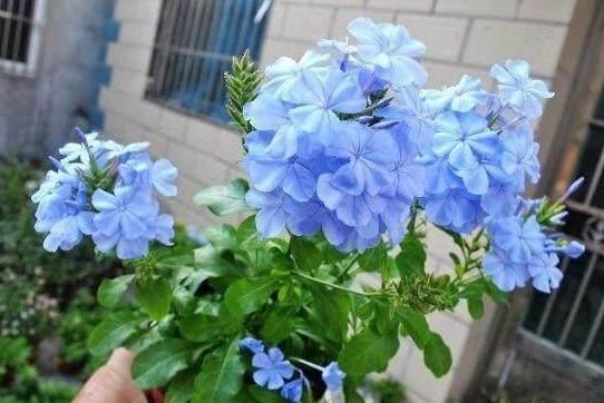 这3种“凉凉”花，好养又漂亮，越热开的越疯狂，看着就清爽
