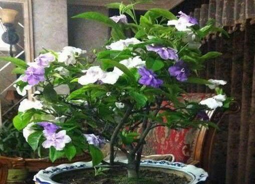 这3种“凉凉”花，好养又漂亮，越热开的越疯狂，看着就清爽