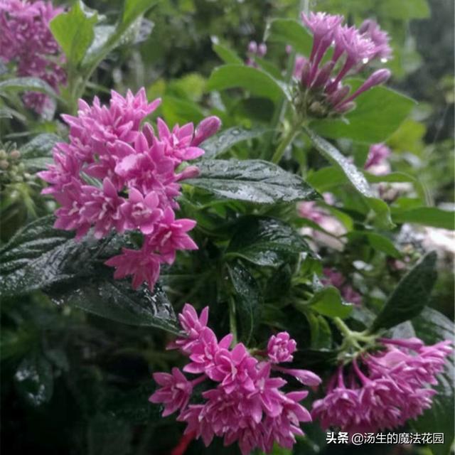 3种“脾气”很好的花，还非常耐热，新手不怕养不活！