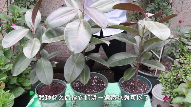 怎么能得到免费的橡皮树？不用出去买，掌握这个简单的养护方法