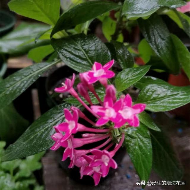 3种“脾气”很好的花，还非常耐热，新手不怕养不活！