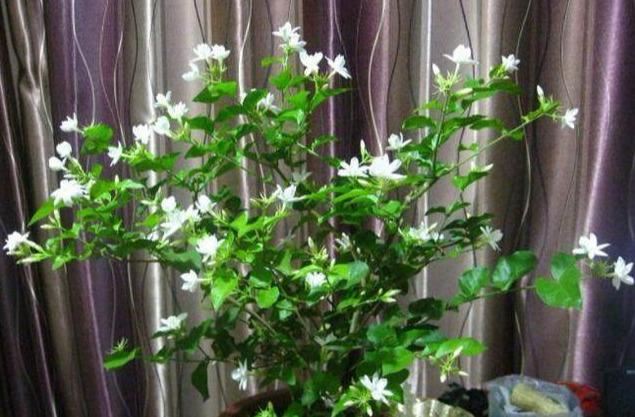 这3种“凉凉”花，好养又漂亮，越热开的越疯狂，看着就清爽