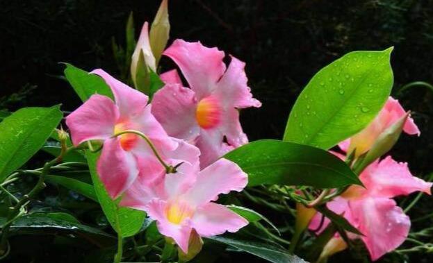 这3种“凉凉”花，好养又漂亮，越热开的越疯狂，看着就清爽