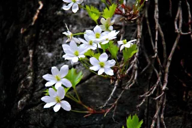 槭叶铁线莲,典型的崖壁植物,花朵大而美丽,是早春极为珍稀的观赏植物