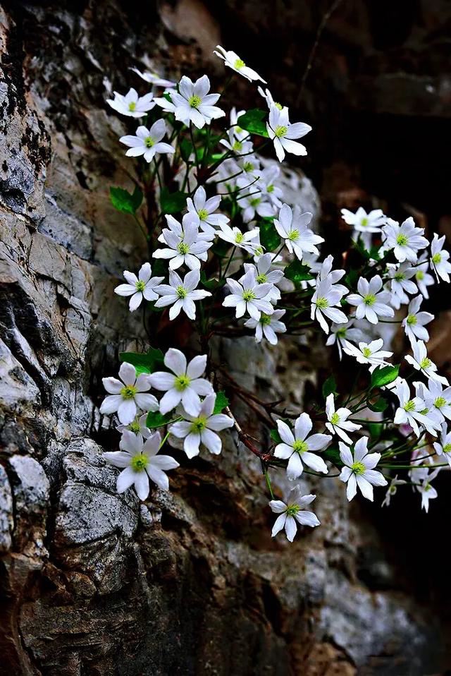 悬崖峭壁上的精灵槭叶铁线莲