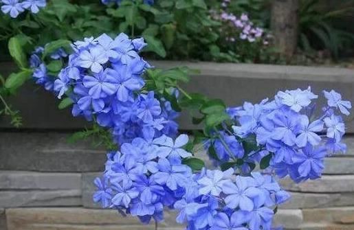 这3种“凉凉”花，好养又漂亮，越热开的越疯狂，看着就清爽