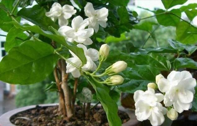 这3种“凉凉”花，好养又漂亮，越热开的越疯狂，看着就清爽