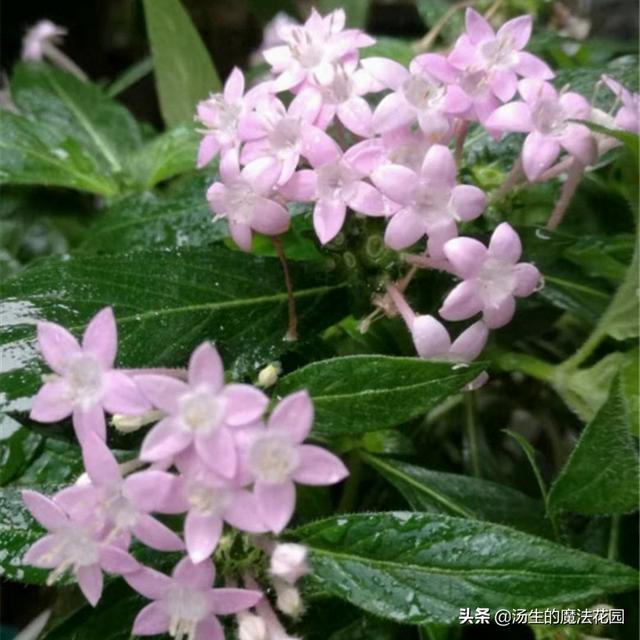 3种“脾气”很好的花，还非常耐热，新手不怕养不活！