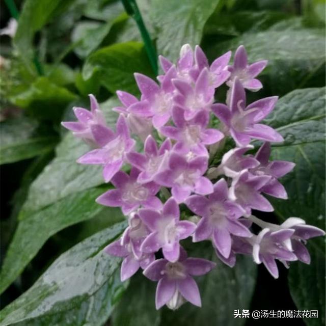 3种“脾气”很好的花，还非常耐热，新手不怕养不活！