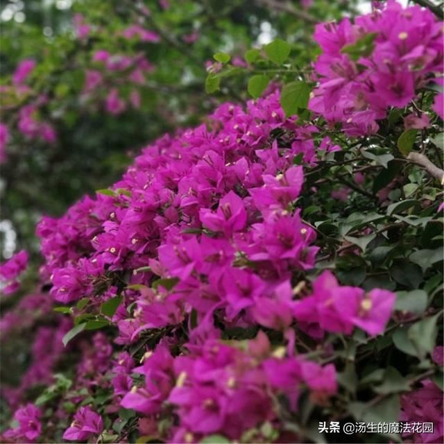 3种“脾气”很好的花，还非常耐热，新手不怕养不活！