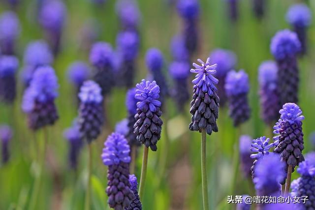 春天的礼物——葡萄风信子，堪称“复花小能手”