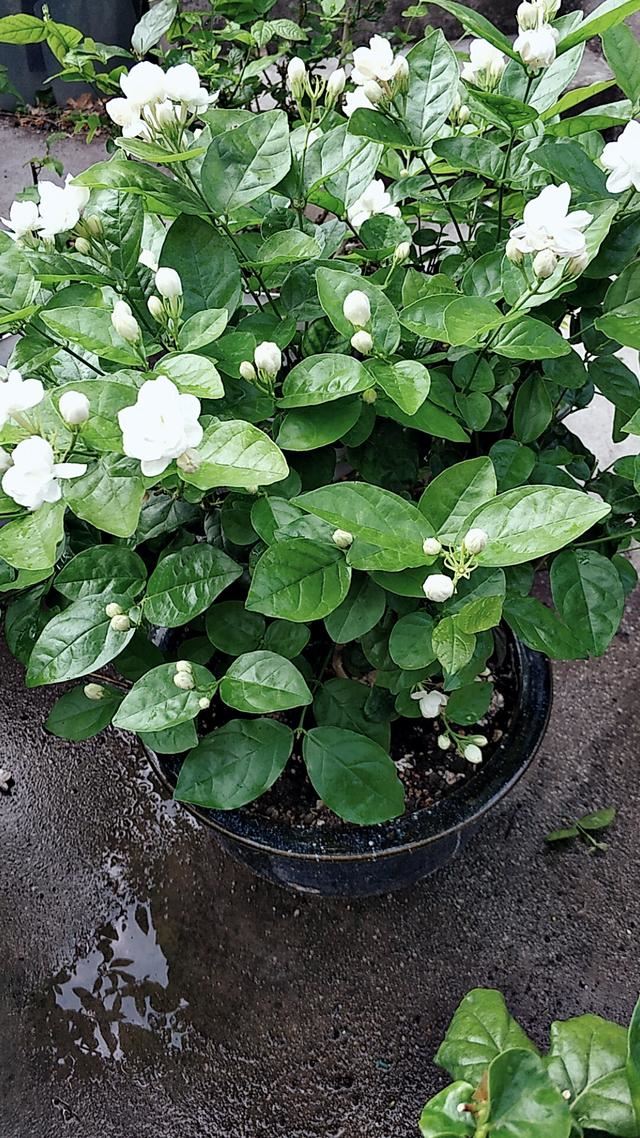 春养茉莉花有技巧，早早掌握，株型美观开花多