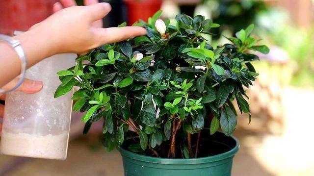 有种花肥天然无污染，出门走走就能捡到，不用花钱肥力也好
