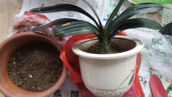换盆剩下的土壤扔吗？别，掺点它分分钟"满血复活"变肥沃