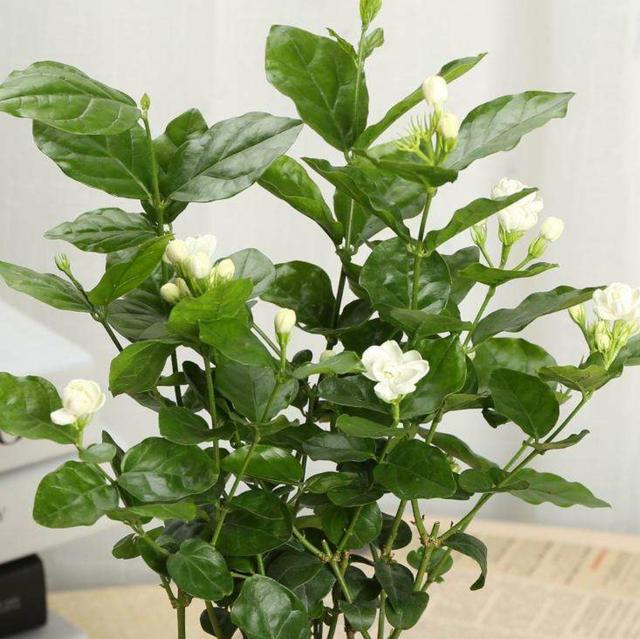 春养茉莉花有技巧，早早掌握，株型美观开花多