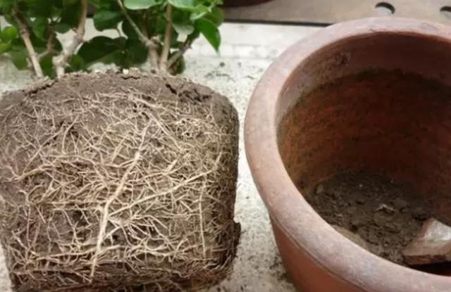 春养茉莉花有技巧，早早掌握，株型美观开花多