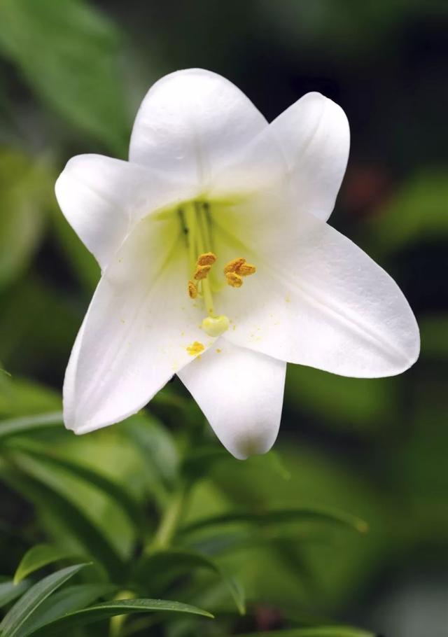 花朵春节清新的麝香百合花，在东西方都备受青睐的球茎花卉