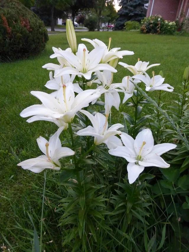 花朵春节清新的麝香百合花，在东西方都备受青睐的球茎花卉